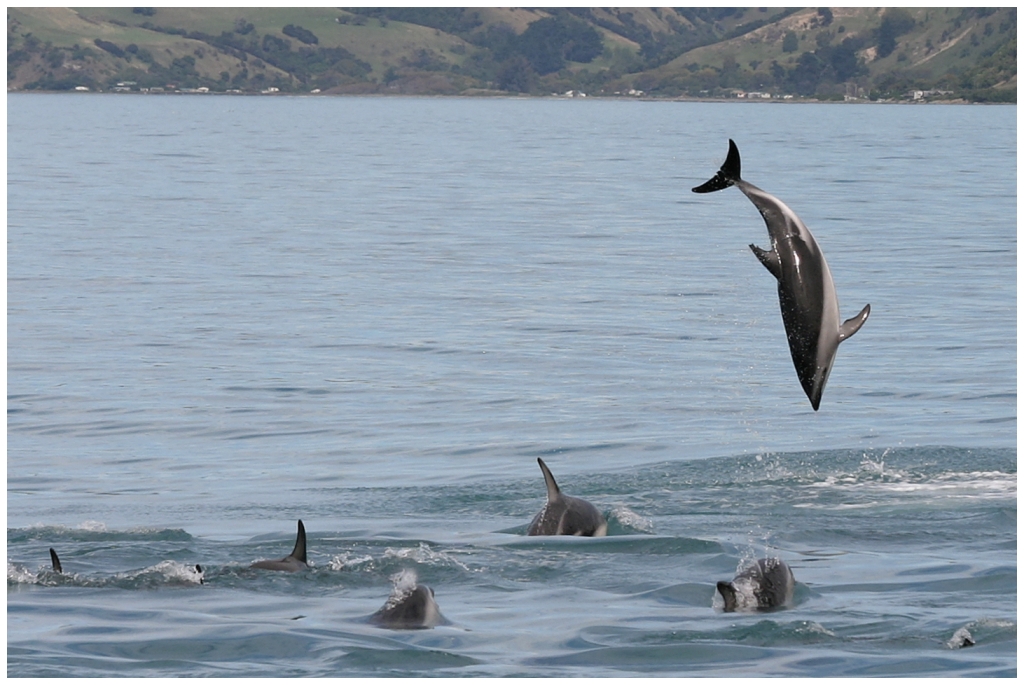 14 - Kaikoura (41).jpg